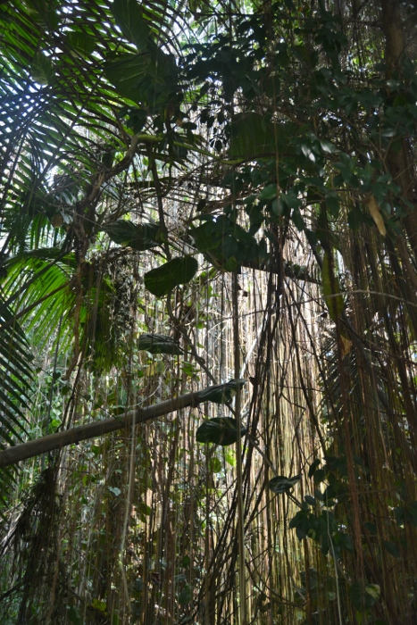 rainforest